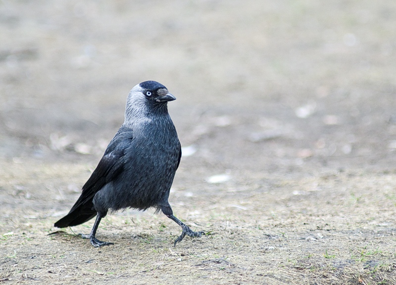 Kaie - Western jackdaw (Corvus monedula).jpg